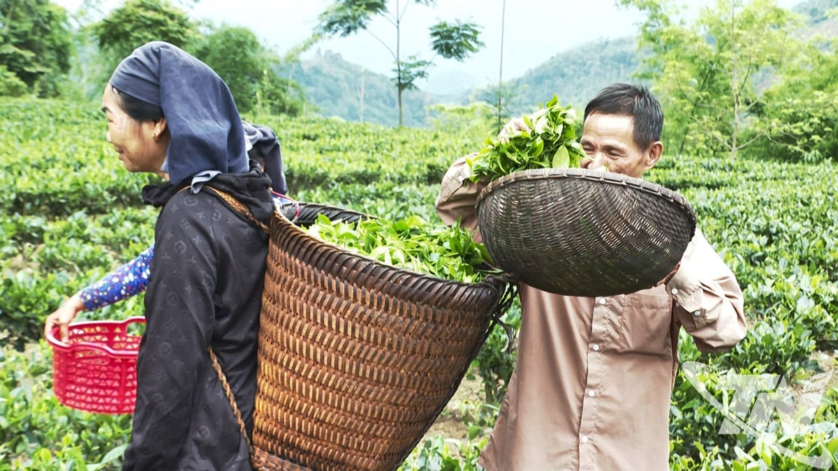 トゥオンミン村の茶の木は適切な技術的手順に従って管理されており、高い収穫量をもたらしています。
