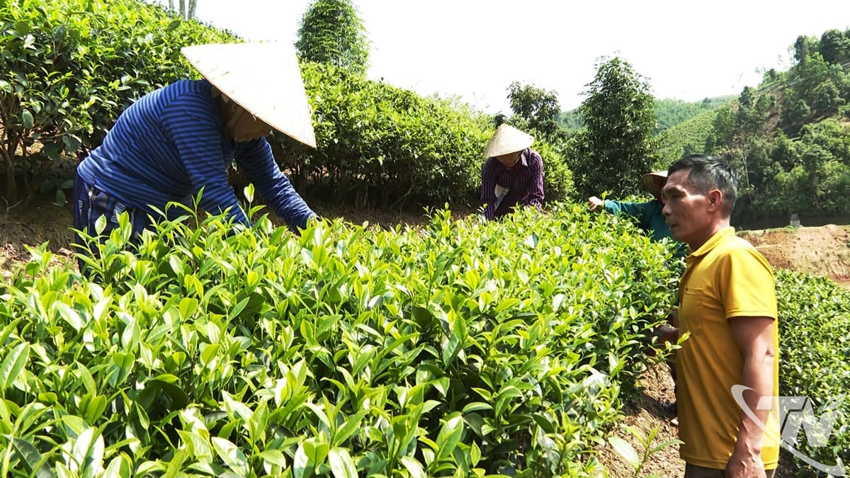   パク・チ茶協同組合（トゥオン・ミン村）の組合員たちは、茶の収穫のために労働を交換しています。