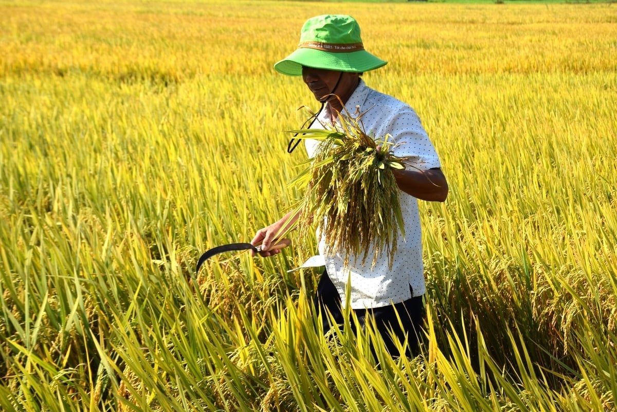 Islak ve kuru sulama prensibine göre sulama, pirinç bitkilerinin güçlü kök sistemine, güçlü bitkilere, az zararlı ve hastalığa ve yüksek verime sahip olmasını sağlar. Fotoğraf: V.D.T. Quản lý nước theo nguyên tắc ướt - khô xen kẽ giúp cây lúa có bộ rễ phát triển mạnh, cây cứng, ít sâu bệnh, cho năng suất cao. Ảnh:V.Đ.T.
