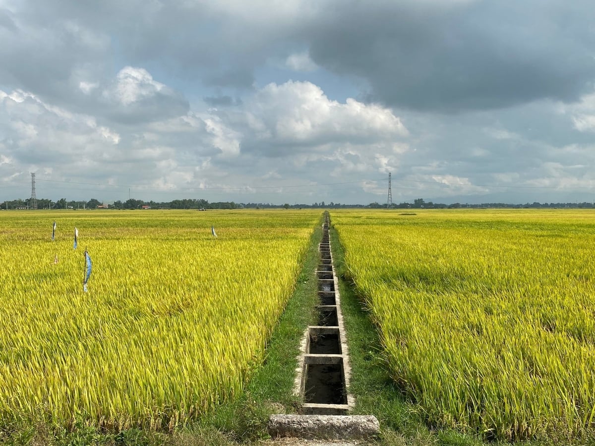 Islak-kuru sulama yönteminin uygulanabilmesi için tarlalar arası suyun aktif olarak düzenlenmesini sağlayacak komple bir kanal sistemine ihtiyaç vardır. Fotoğraf: V.D.T. Để áp dụng phương pháp tưới ướt-khô xen kẽ cần phải có hệ thống kênh mương hoàn chỉnh, chủ động điều tiết nước giữa các khu ruộng. Ảnh: V.Đ.T.
