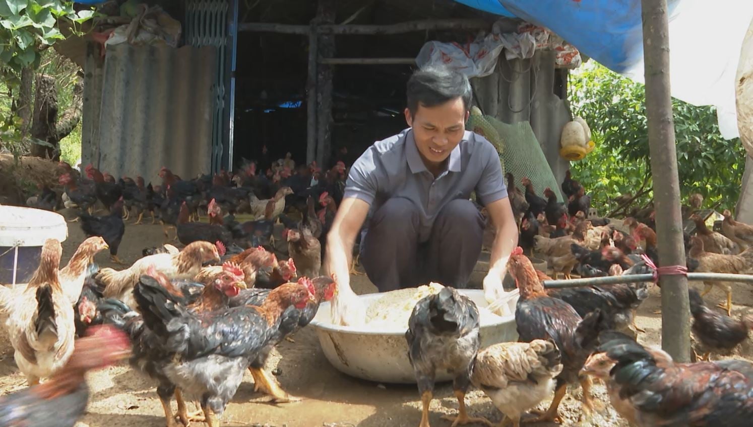 El Sr. Lu también aprendió y se desarrolló según el modelo ganadero de la familia del Sr. Son. Foto: Duc Binh. Anh Lủ cũng học hỏi và phát triển theo mô hình chăn nuôi của gia đình ông Sơn. Ảnh: Đức Bình.
