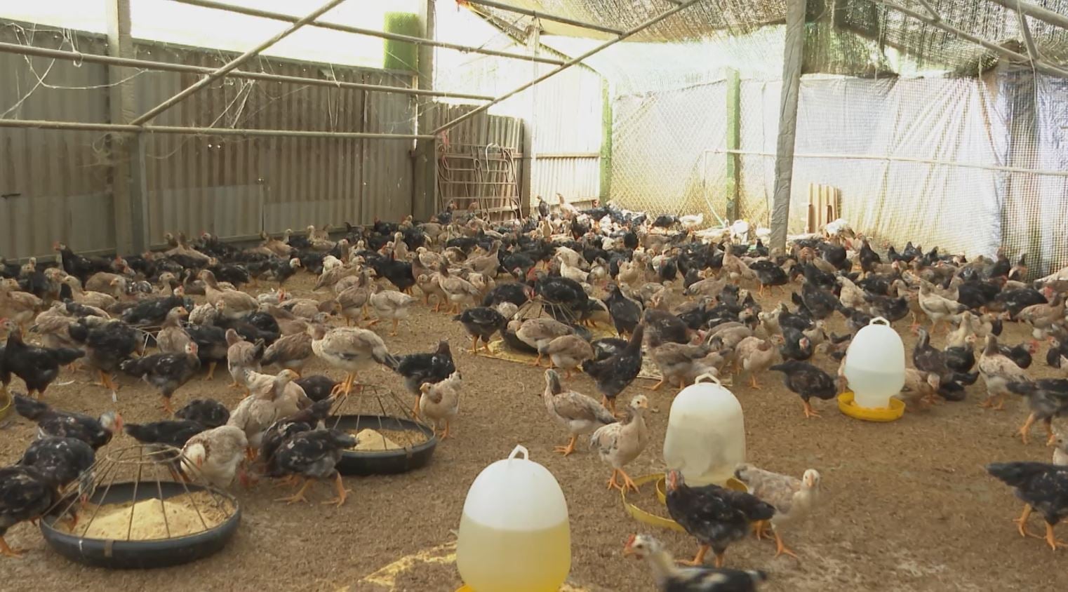 La raza de pollo Lac Thuy presenta buena resistencia, especialmente al frío de las tierras altas. Foto: Duc Binh. Giống gà Lạc Thủy có sức đề kháng tốt, đặc biệt trong thời tiết rét đậm vùng cao. Ảnh: Đức Bình.