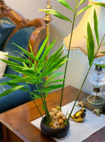 Trồng gừng trong nhà có tác dụng gì?- Ảnh 1.