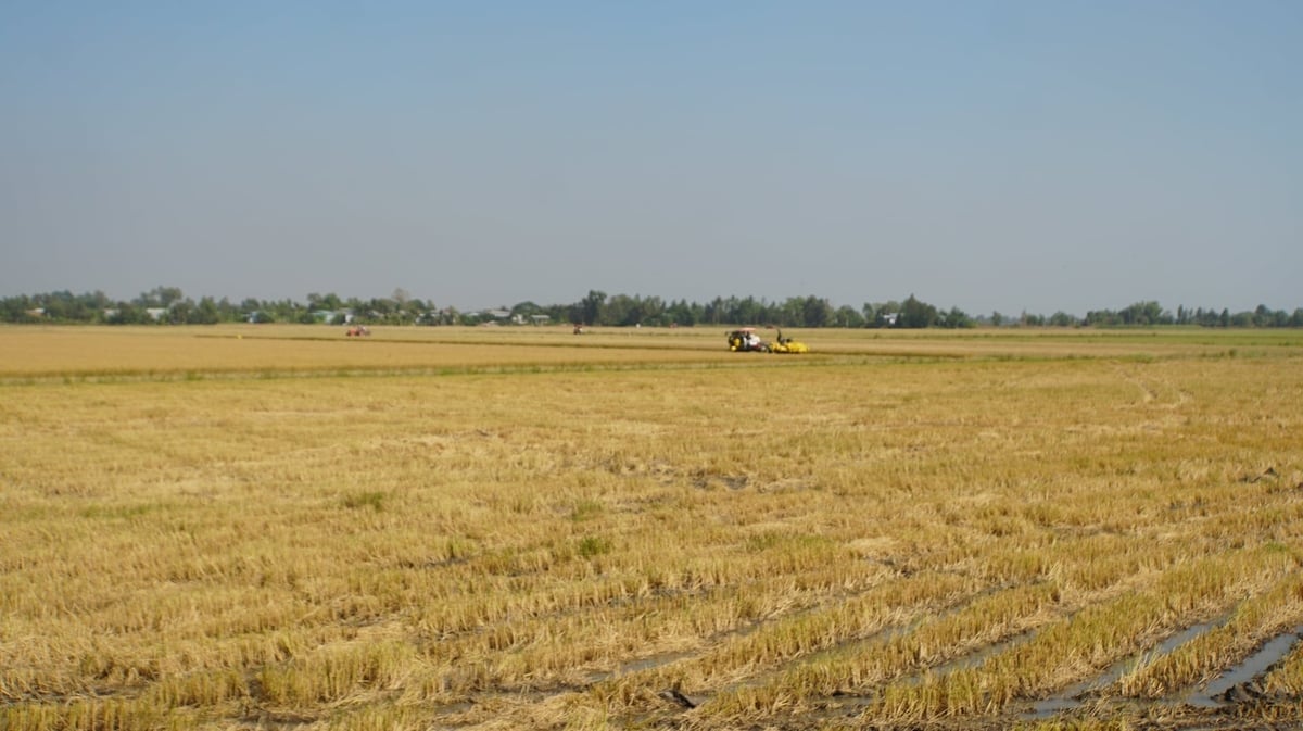 Cánh đồng bờ Nam kênh Hậu thuộc 3 ấp Cả Gừa, Cả Rưng và Đầu Sấu, xã Tuyên Bình những ngày này. Ảnh: Trần Trung.