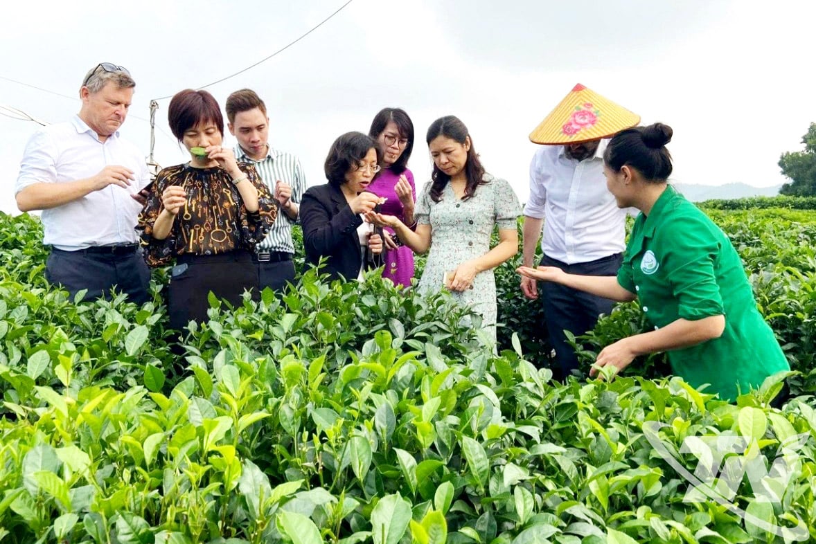 타이응우옌 차 지역은 관광을 통해 추가 수입을 얻습니다.