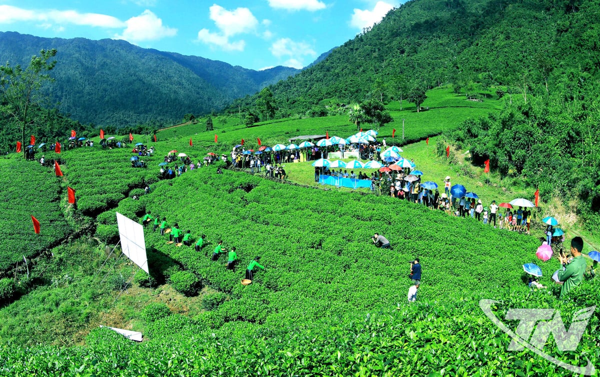 떤끄엉 마을 사람들은 수백 년 동안 차나무가 자라고 있는 고향을 자랑스럽게 생각합니다. 사진: 딴끄엉에서 열린 차 따기 대회.