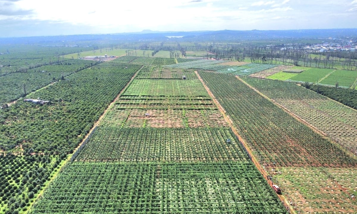 Chanh leo đang được trồng rất nhiều ở khu vực Tây Nguyên. Ảnh: Tuấn Anh.