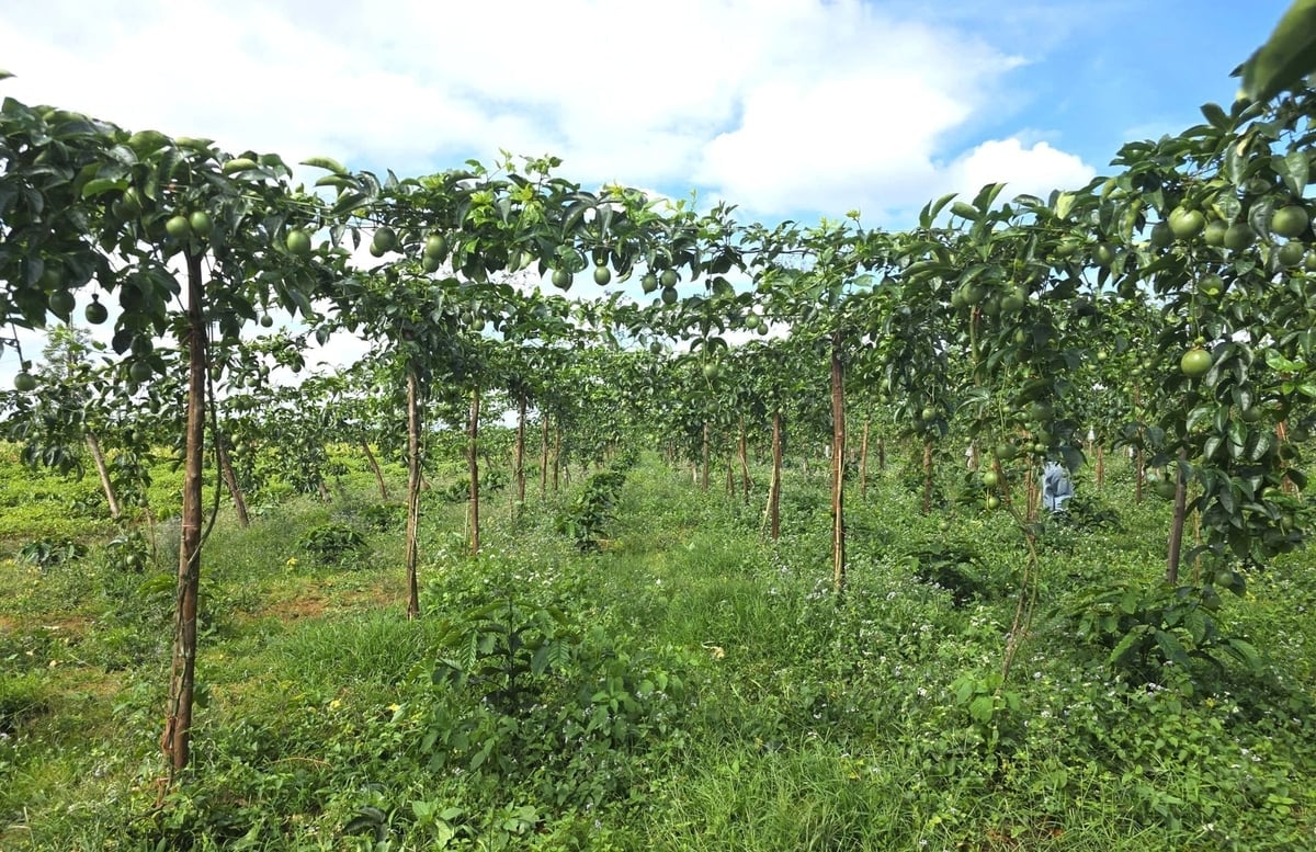 Có thời điểm diện tích chanh leo tăng trưởng nóng ở Gia Lai. Ảnh: Tuấn Anh.