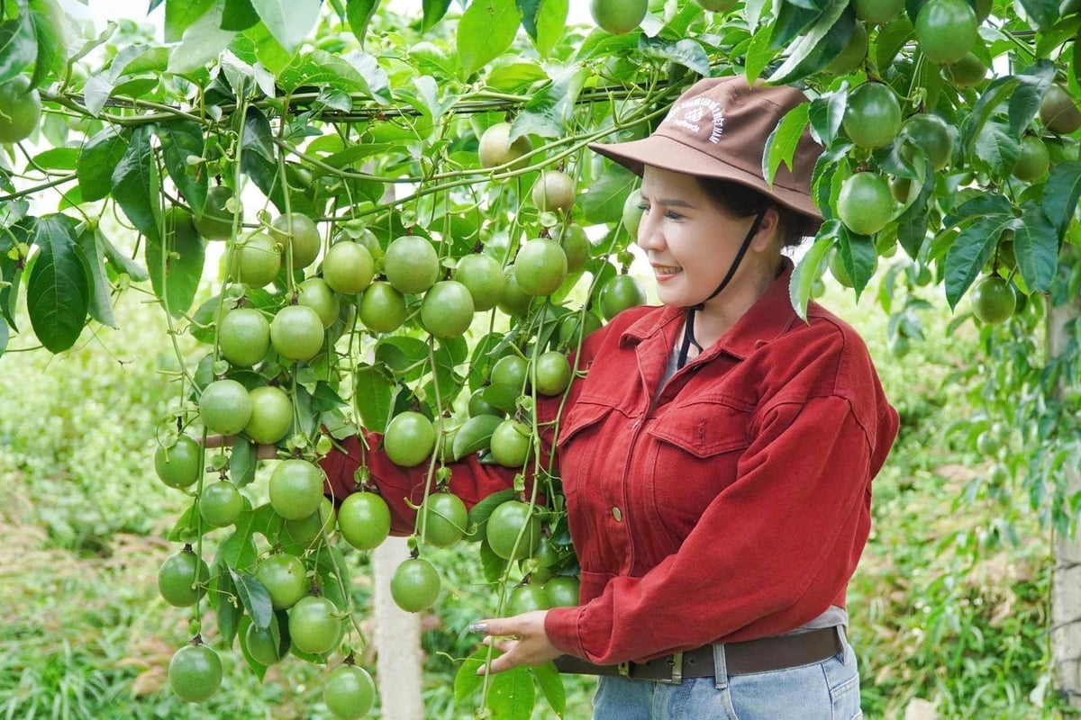 Chanh leo vẫn còn rất nhiều dư địa phát triển ở Tây Nguyên. Ảnh: Tuấn Anh.