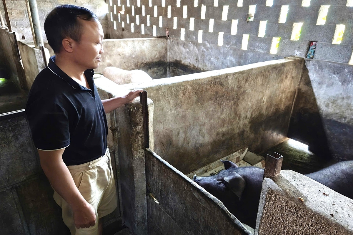 Grazie al suo approccio scrupoloso, i maiali del signor Minh sono rimasti in salute dopo l'epidemia. Foto: Trung Hieu.