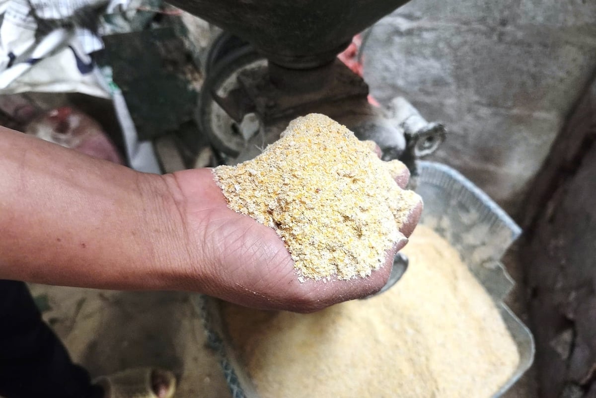 Durante l'inverno, si prepara la farina di mais per integrare l'alimentazione del bestiame. Foto: Trung Hieu.