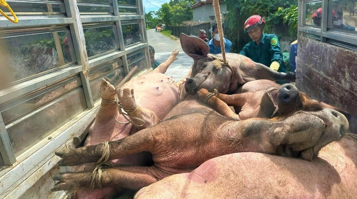 קדחת החזירים האפריקאית הרסה לעיתים את תעשיית בעלי החיים של נגה אן. צילום: וייט חאן. Dịch tả lợn Châu Phi có lúc khiến ngành chăn nuôi Nghệ An điêu đứng. Ảnh: Việt Khánh.