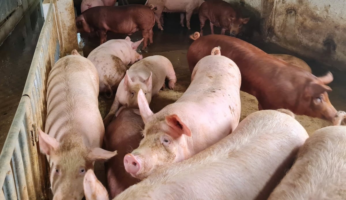 בעזרת ייעוץ בזמן של מחלקת גידול בעלי החיים והרפואה הווטרינרית, קדחת החזירים האפריקאית בנגה אן נשלטה באופן מהותי. צילום: וייט חאן. Dưới sự tham mưu kịp thời của Chi cục Chăn nuôi và Thú y, dịch tả lợn Châu Phi tại Nghệ An cơ bản đã được kiểm soát. Ảnh: Việt Khánh.