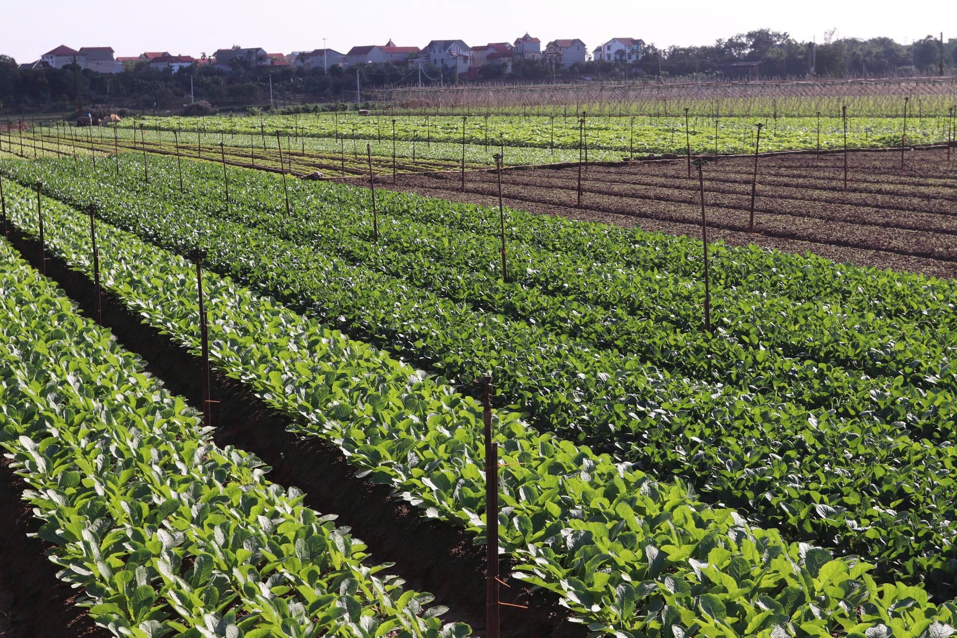 Vườn rau tại Mê Linh với quy trình giám sát chặt chẽ, tạo nền sản xuất an toàn và ổn định cho người trồng. Ảnh: Minh Hà.