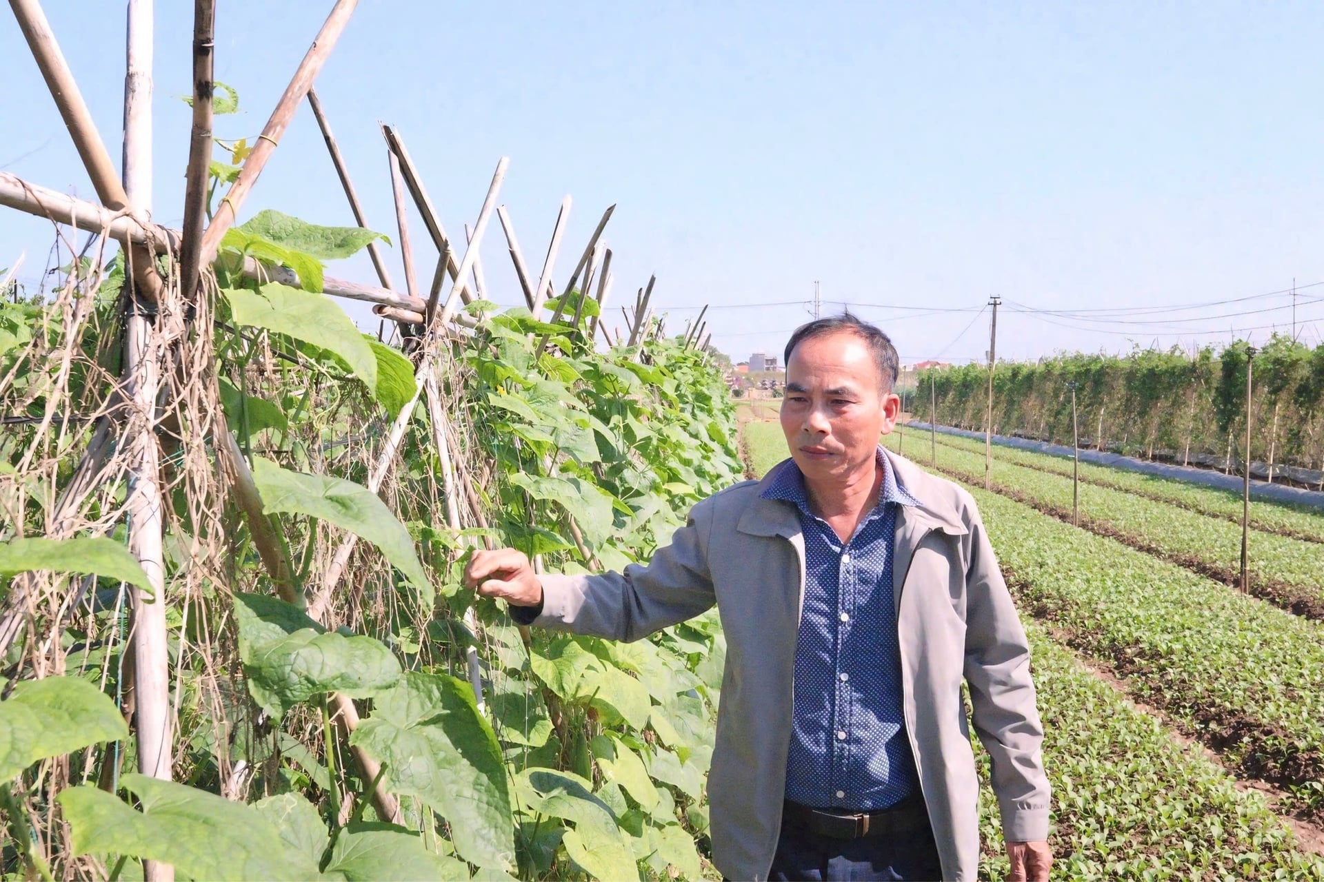 PGS giúp nông dân thay đổi thói quen canh tác, tăng minh bạch sản xuất và tạo nền tảng cho chuỗi rau an toàn bền vững tại Mê Linh. Ảnh: Minh Hà.