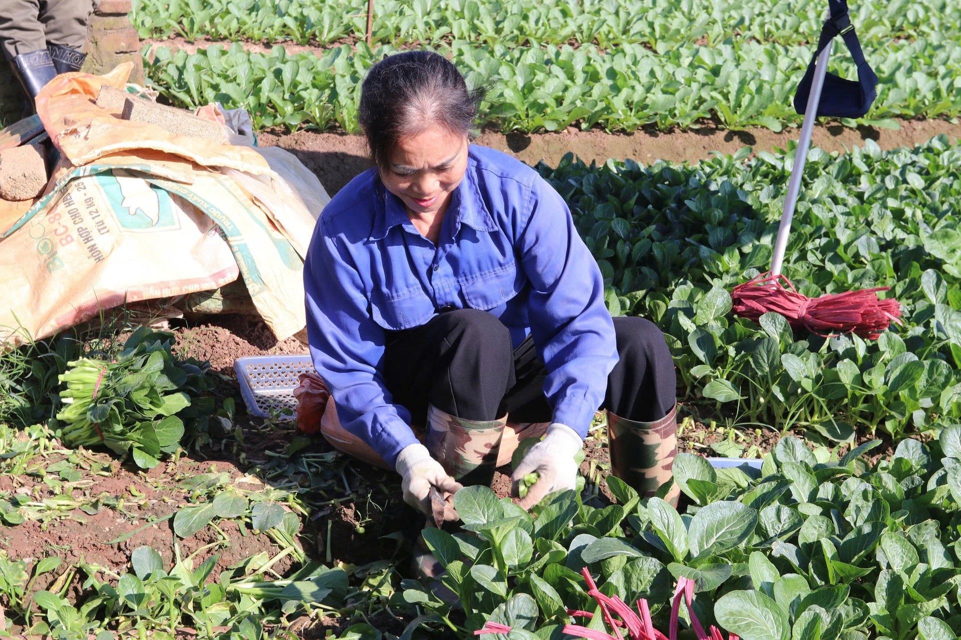 Bà Hoàng Thị Nụ, thành viên HTX Đông Cao, cho biết áp dụng PGS dù vất vả hơn nhưng giúp đất tơi xốp, hệ sinh thái phục hồi và chất lượng rau vượt trội. Ảnh: Minh Hà.