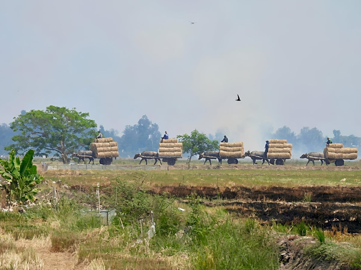 होआंग हाओ इको गार्डन से आप शांत ग्रामीण इलाके का एक कोना देख सकते हैं। फोटो: किम अन्ह। Từ vườn sinh thái Hoàng Hảo nhìn ra là một góc trời vùng quê bình dị. Ảnh: Kim Anh.