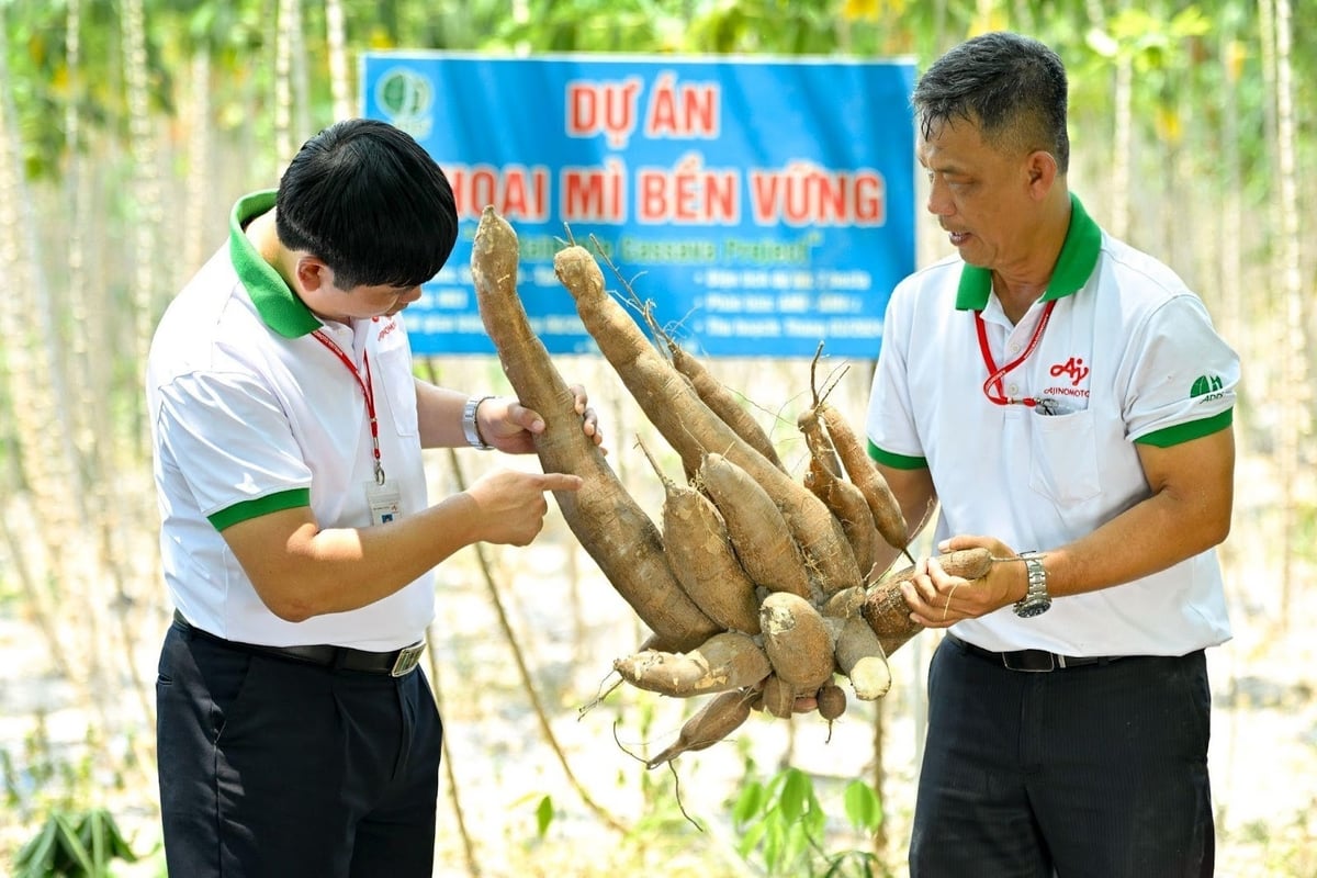 Funcionarios de Ajinomoto comparten técnicas agrícolas y nuevas variedades de plantas con agricultores que participan en el Proyecto de Yuca Sostenible. Foto: AJ. Cán bộ Ajinomoto chia sẻ các kỹ thuật canh tác, giống cây mới cho các hộ nông dân tham gia Dự án Khoai mì bền vững. Ảnh: AJ.