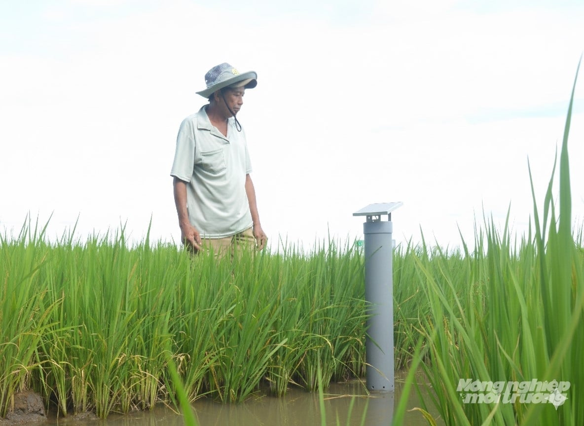 Розумні технології контролюють рівень води на полях, щоб допомогти ефективно працювати системі чергування паводкового та сухого зрошення. Фото: Трунг Чанх. Công nghệ thông minh theo dõi mực nức trên đồng ruộng giúp hệ thống tưới ngập - khô xen kẽ hoạt động hiệu quả. Ảnh: Trung Chánh.
