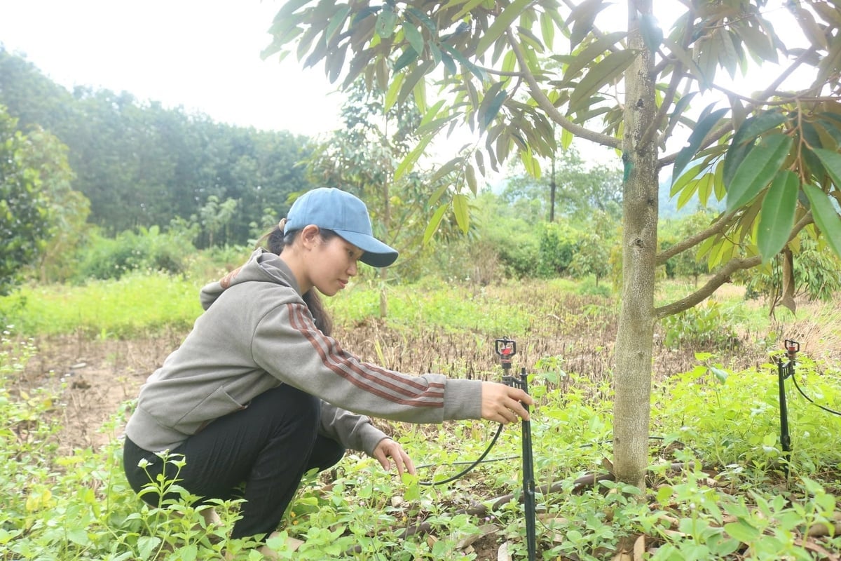 স্বয়ংক্রিয় স্প্রিংকলার সিস্টেম ব্যবহার করলে আগের ম্যানুয়াল জল দেওয়ার পদ্ধতির তুলনায় সময় এবং শ্রম সাশ্রয় হয়। ছবি: এল.কে. Sử dụng hệ thống tưới phun tự động giúp người dân tiết kiệm thời gian, công sức so với cách tưới thủ công trước đây. Ảnh: L.K.
