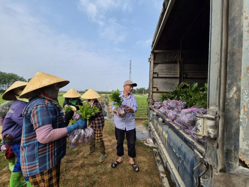 Răsadurile de salcâm „cresc vertiginos în preț”, iar pepinierele așteaptă cu nerăbdare un al doilea sezon de plantare.