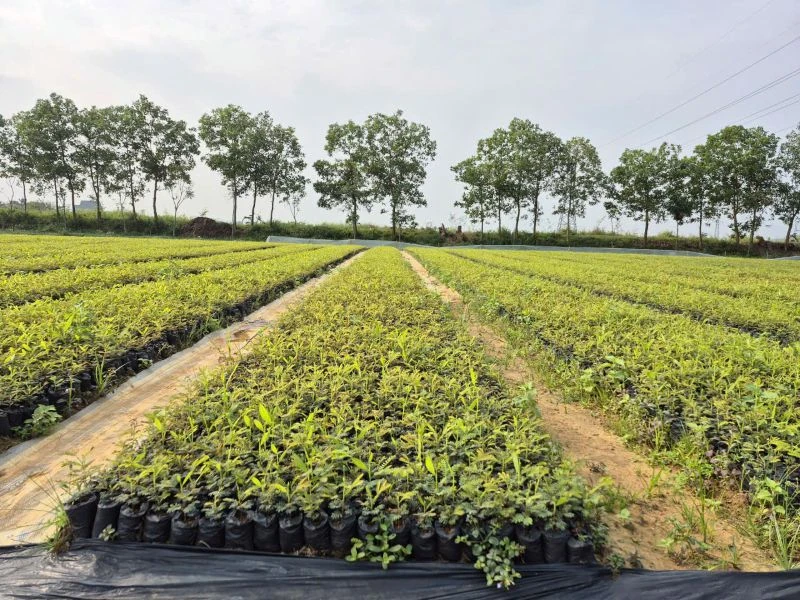 Răsadurile de salcâm „cresc vertiginos în preț”, iar pepinierele așteaptă cu nerăbdare un al doilea sezon de plantare.