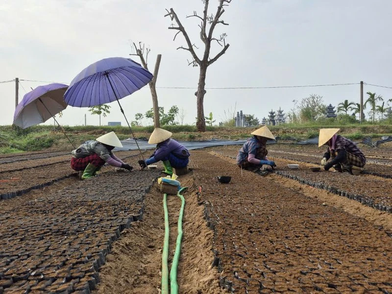 Răsadurile de salcâm „cresc vertiginos în preț”, iar pepinierele așteaptă cu nerăbdare un al doilea sezon de plantare.
