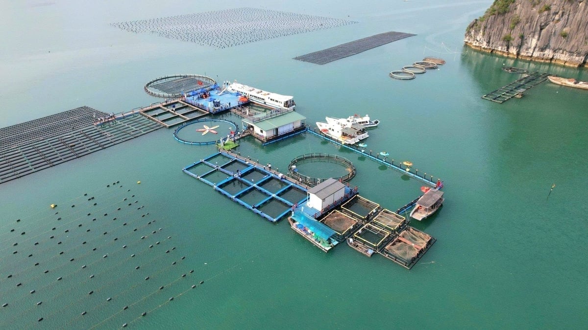 Το υψηλής τεχνολογίας θαλάσσιο αγρόκτημα του ομίλου STP στο Βαν Ντον. Φωτογραφία: Nguyen Thanh. Trang trại nuôi biển công nghệ cao tại Vân Đồn của STP Group. Ảnh: Nguyễn Thành.