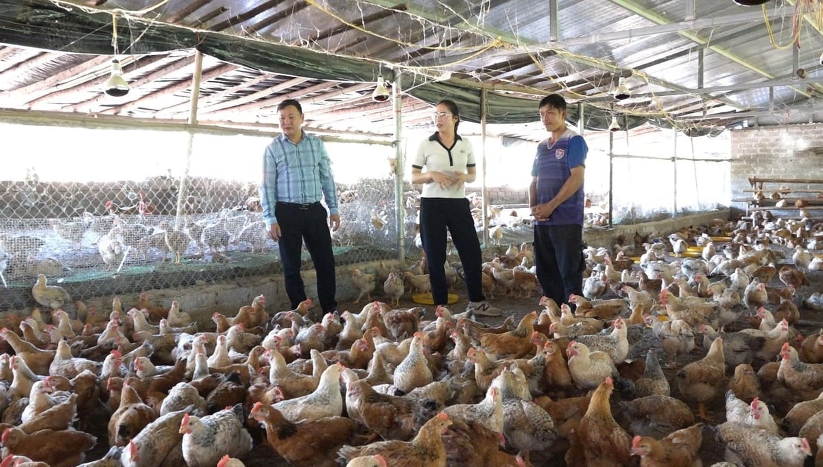 Hội Nông dân xã Hải Lạng và Trung tâm Khuyến nông tỉnh đã hỗ trợ người chăn nuôi trong việc phát triển đàn gà Tiên Yên. Ảnh: Nguyễn Thành.