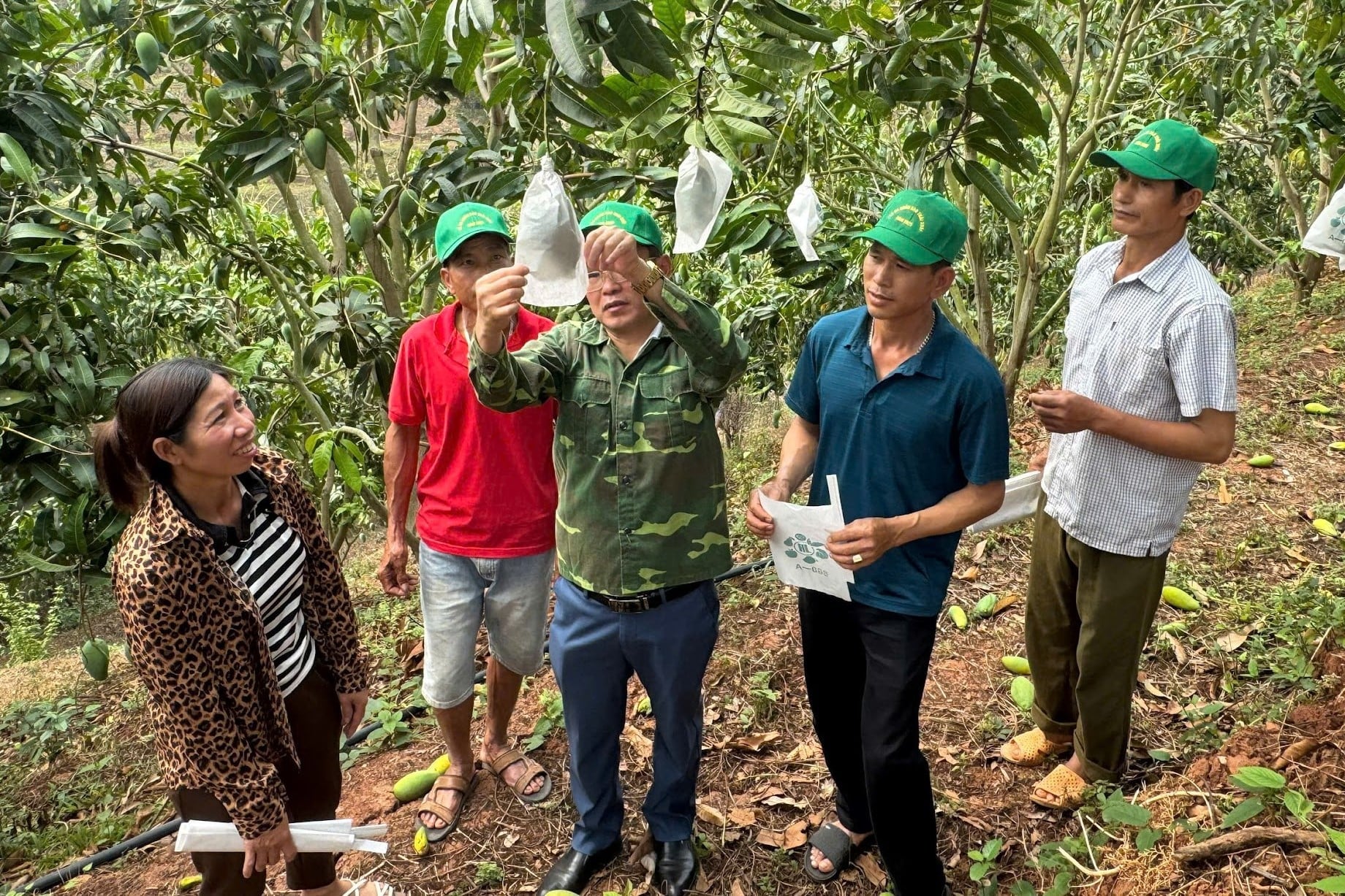 O Departamento Provincial de Produção Agrícola e Proteção de Plantas está orientando os agricultores a ensacarem as mangas para limitar pragas e doenças e reduzir o uso de pesticidas. Foto: Nguyen Nga. Chi cục Trồng trọt và Bảo vệ thực vật tỉnh hướng dẫn nông dân bao quả xoài nhằm hạn chế sâu bệnh và giảm sử dụng thuốc bảo vệ thực vật. Ảnh: Nguyễn Nga.