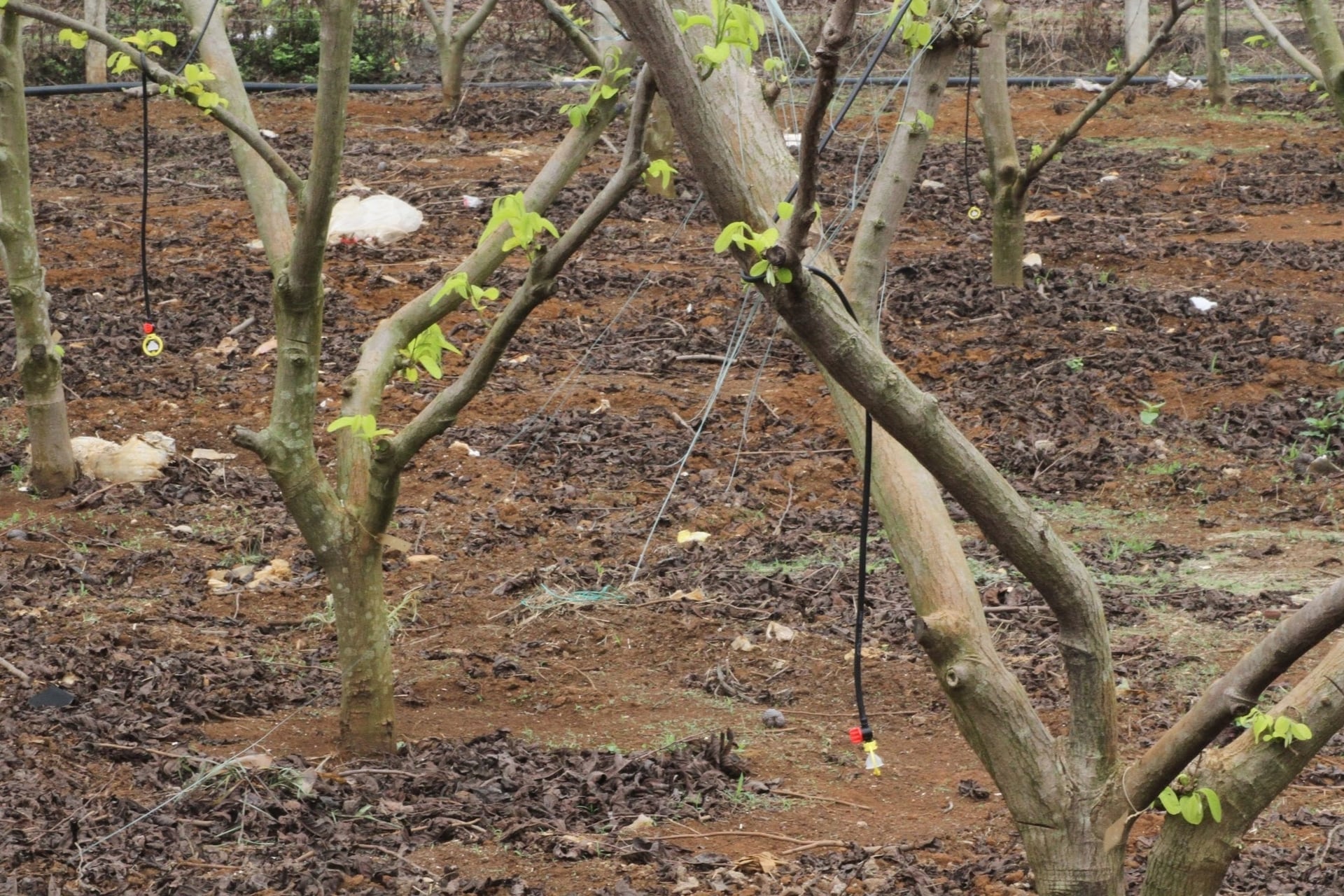A aplicação de técnicas de irrigação que economizam água ajuda os agricultores de Son La a reduzir os custos de produção, melhorar a eficiência agrícola e contribuir para a redução das emissões. Foto: Duc Binh. Ứng dụng tưới tiết kiệm giúp nông dân Sơn La giảm chi phí sản xuất, nâng cao hiệu quả canh tác và góp phần giảm phát thải. Ảnh: Đức Bình.