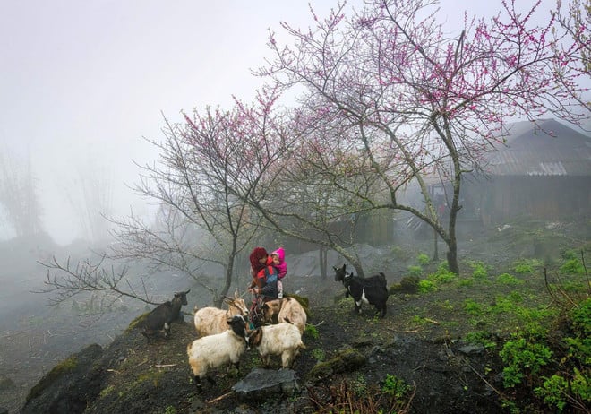 جوایز جهانی سفر، فلات سنگی دونگ وان را به عنوان مقصد برتر معرفی میکند. World Travel Awards vinh danh Cao nguyên đá Đồng Văn là điểm đến hàng đầu
