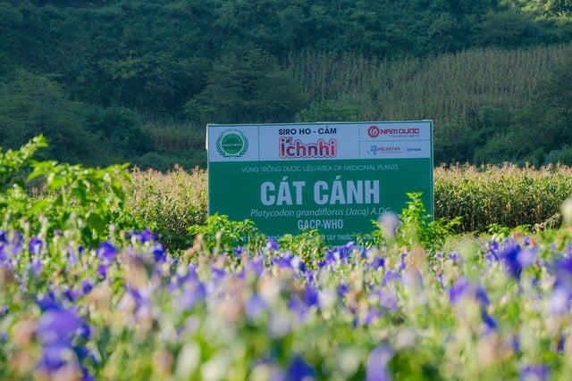 Ích Nhi kiên định phát triển nguồn dược liệu sạch chuẩn GACP-WHO- Ảnh 2.
