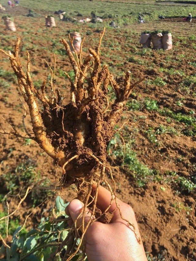 Ích Nhi kiên định phát triển nguồn dược liệu sạch chuẩn GACP-WHO- Ảnh 3.