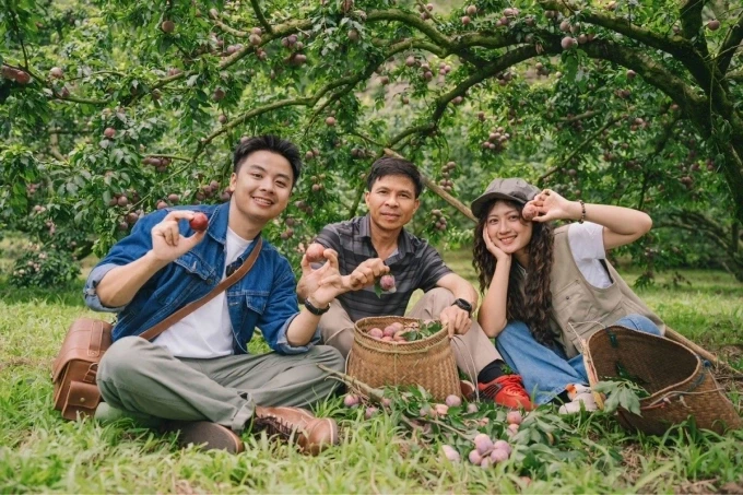 Toeristen plukken pruimen samen met de eigenaar van de boomgaard in Moc Chau. Foto: Quang Kien.