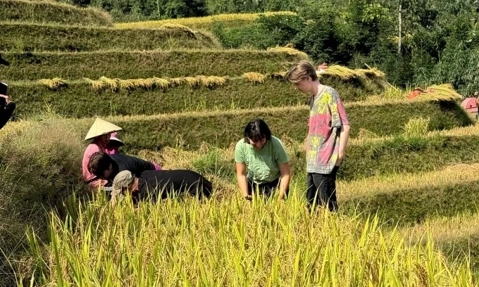 De groep toeristen en lokale bewoners oogstte rijst tijdens hun verblijf in Ha Giang. Foto: Dao Minh Tuan.