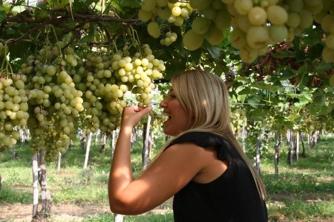 Die Weinberge von Ninh Thuan ziehen dank der dort angebotenen praktischen Erlebnisse sowohl inländische als auch internationale Touristen an.