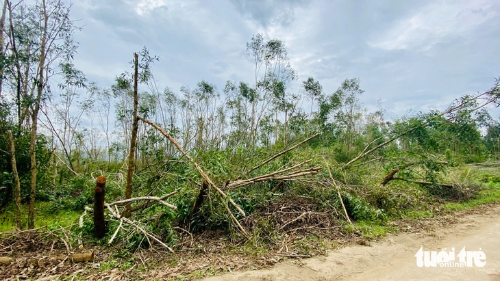 Đà Nẵng - Ảnh 1.