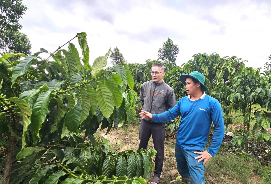 សួនកាហ្វេរបស់គ្រួសារលោក Tran Dang Chinh នៅភូមិ 1 ឃុំ Dang Kang ត្រូវបានដាំដោយប្រើវិធីច្រើនដើម មិនកាត់ចេញ។