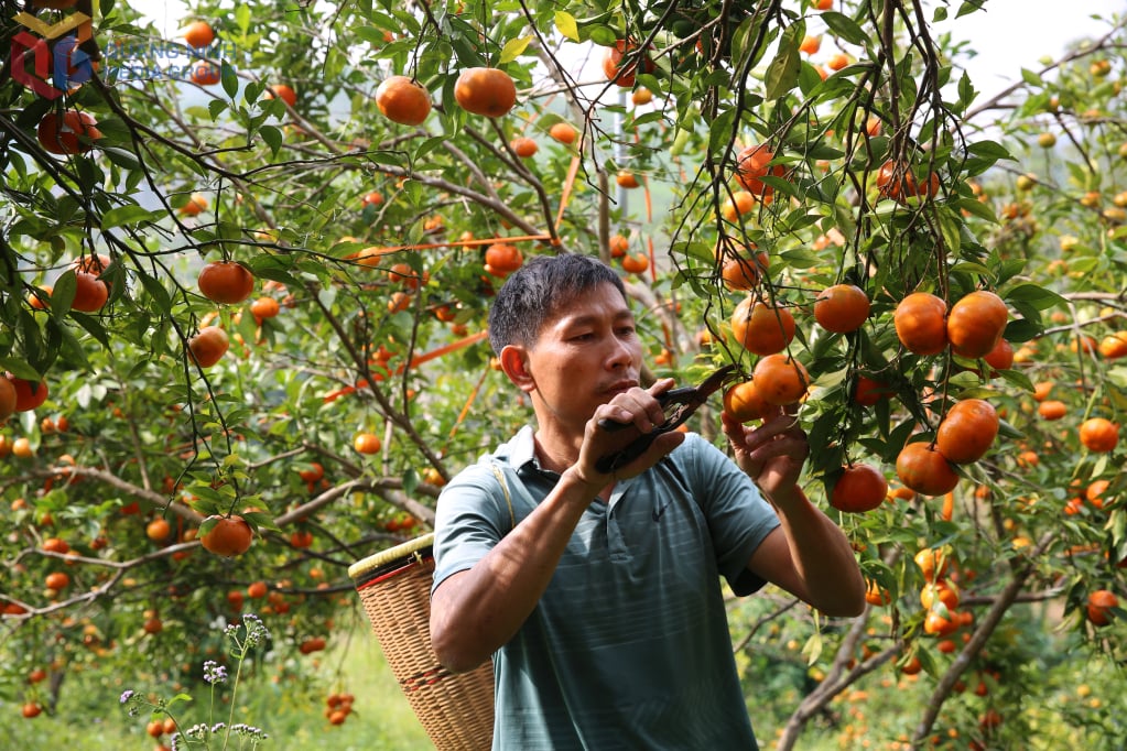 ভ্যান ডন স্পেশাল ইকোনমিক জোনের ১০/১০ গ্রামের মিঃ ট্রান দান দাই, ২০২৫ সালের ভ্যান ডন কমলা উৎসবের প্রস্তুতি হিসেবে তার কমলা বাগানের পরিচর্যা এবং ছাঁটাই করছেন।