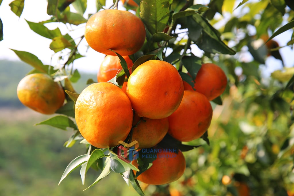 ভ্যান ইয়েন কমলা সুগন্ধি, মিষ্টি এবং রসালো খোসাযুক্ত, যা স্থানীয় এবং পর্যটক উভয়ের কাছেই আকর্ষণীয় করে তোলে।