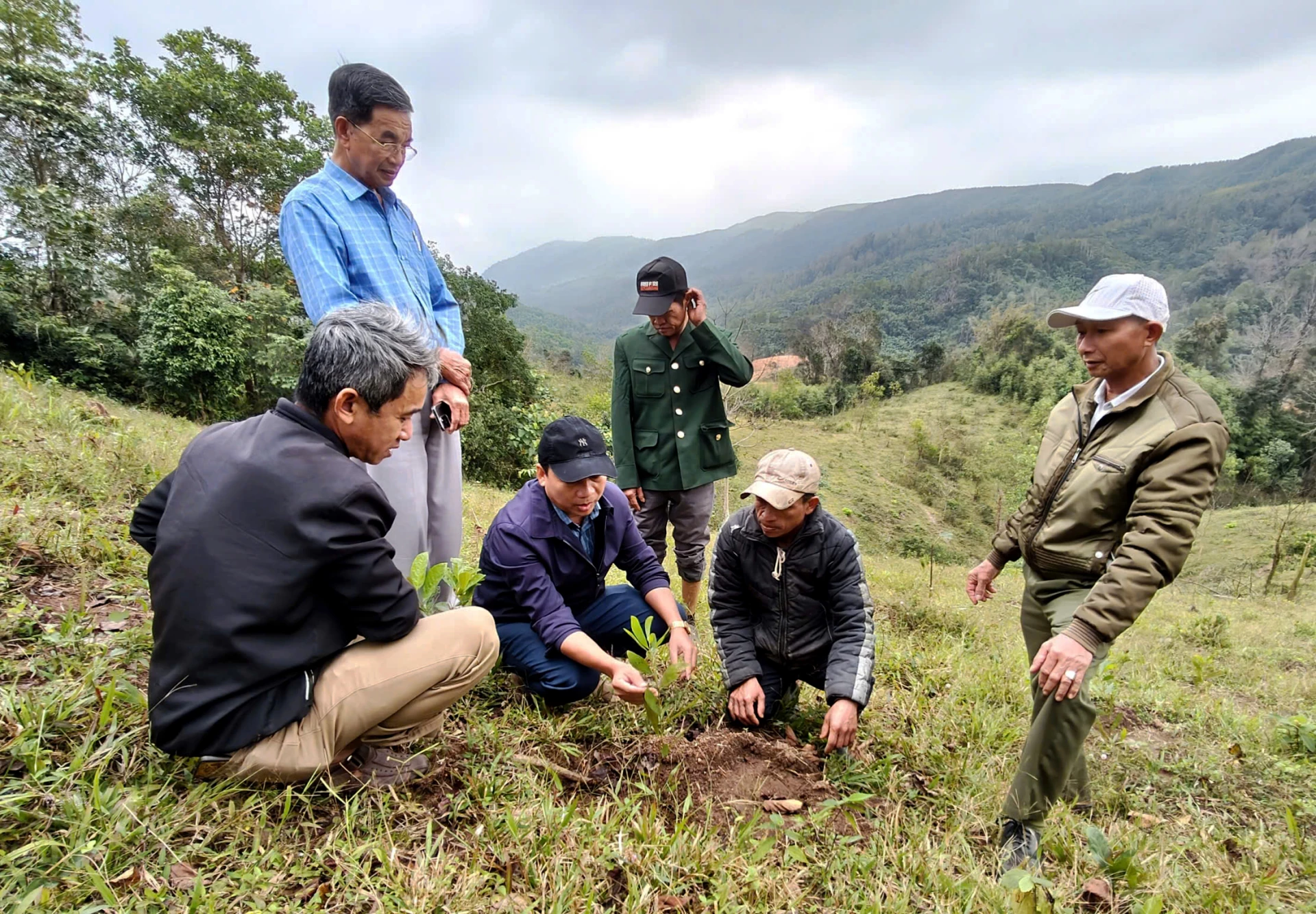 Delegierte besuchen ein Modell für den intensiven Anbau von Hybrid-Akazienwäldern in der Gemeinde Huong Phung - Foto: T.Long.