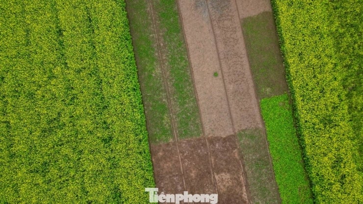 Ханой: Прогулянка полями, що сяють яскраво-жовтим кольором квітів каноли - Частина 2