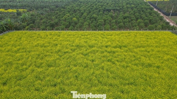 Ханой: Прогулянка полями, що сяють яскраво-жовтим кольором квітів каноли - 7