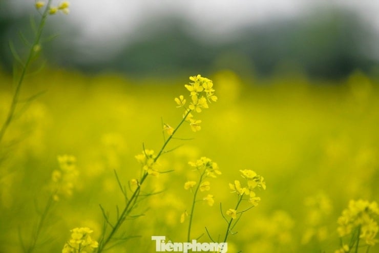 Ханой: Прогулянка полями, що сяють яскраво-жовтим кольором квітів каноли - 10