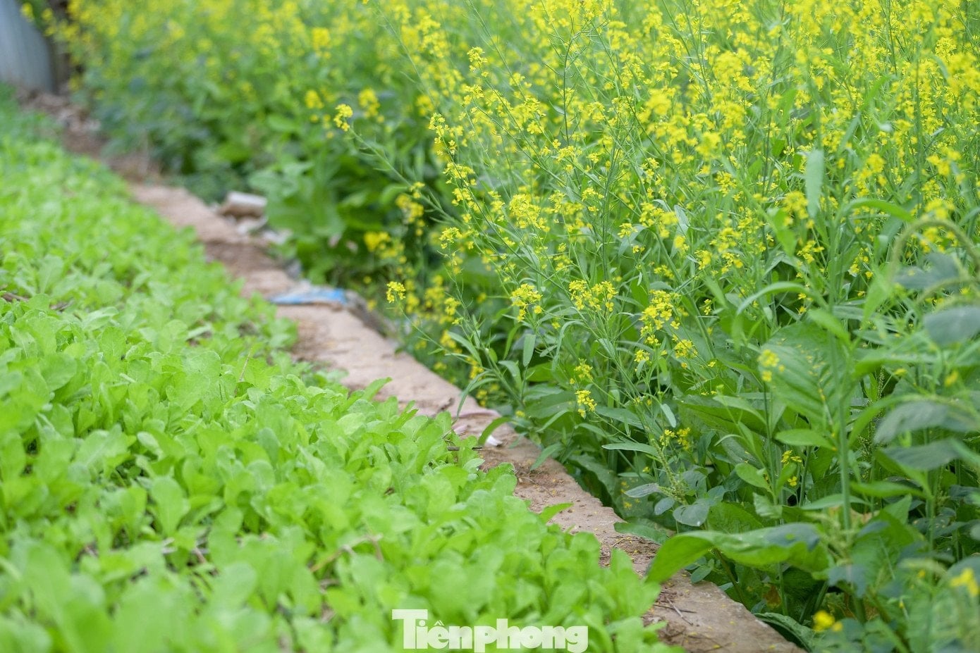Ханой: Прогулянка полями, що сяють яскраво-жовтим кольором гірчичних квітів - 14