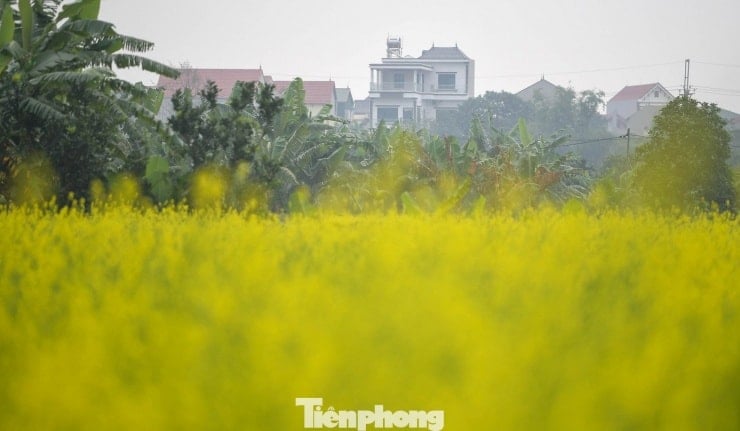 Ханой: Прогулянка полями, що сяють яскраво-жовтим кольором квітів каноли - 4