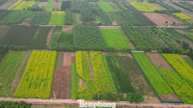 Панорамний вид на поле квітучих жовтих квітів ріпаку в Ле Чі, Ханой.