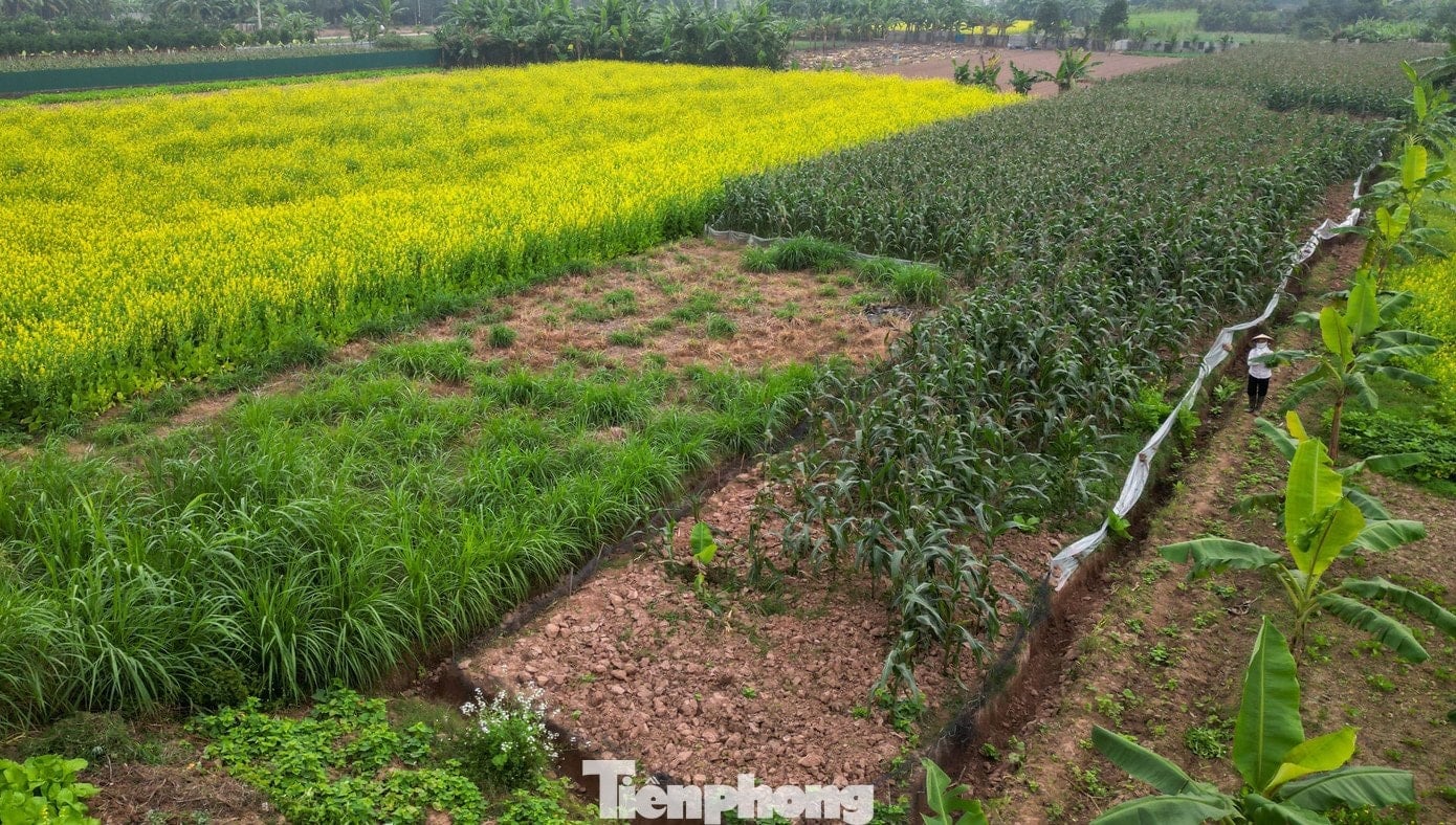 Крупний план яскраво-жовтих квітів ріпаку, що квітнуть на сонці.