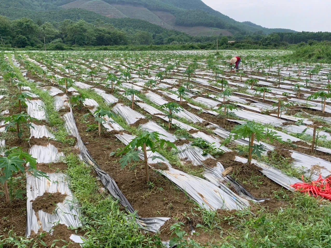 ការបង្កើតខ្សែសង្វាក់ផ្គត់ផ្គង់ប្រកបដោយនិរន្តរភាពត្រួសត្រាយផ្លូវសម្រាប់ផលិតផលកសិកម្មពីដីដូនតាដើម្បីឈានទៅដល់ទីផ្សារបន្ថែមទៀត។
